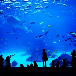 Grand Aquarium de Saint-Malo